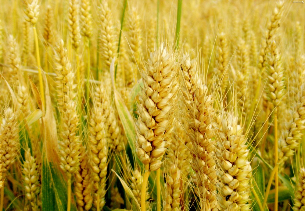 wheat germ